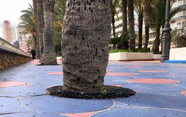 Ciudadanos pide que se arreglen los desperfectos del pavimento del Paseo de Poniente y parque de Elche