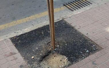 Compromís pide que se reparen desperfectos en el nuevo arbolado de la avenida Almendros de Benidorm