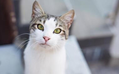 Benidorm esteriliza 245 ejemplares de gatos callejeros dentro de la campaña de control de colonias urbanas 