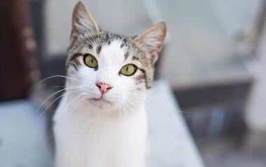 Benidorm desarrolla una campaña de esterilización de gatos