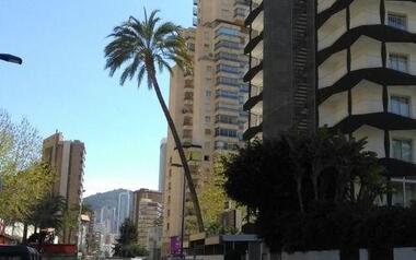 El gobierno del PP se carga por decreto una palmera protegida de Benidorm