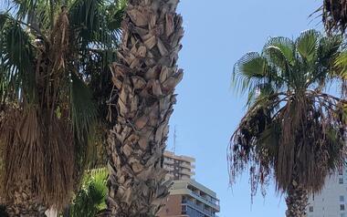 Ciudadanos denuncia la suciedad y mala imagen que ofrece la playa de Levante por el nulo cuidado de las palmeras 