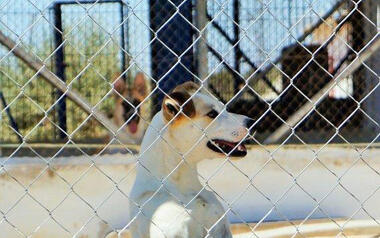 El Ayuntamiento concede una subvención de 40.000 euros a la Sociedad Protectora de Animales y Plantas 