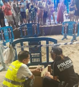 Nacen varias decenas de ejemplares de tortuga boba en la playa de Levante de...