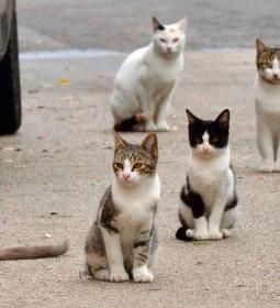 Benidorm destina 20.000 euros para la campaña de esterilización de colonias u...