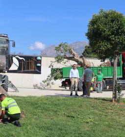 Benidorm inicia actuaciones de mejora en las zonas verdes y arbolado de la ci...