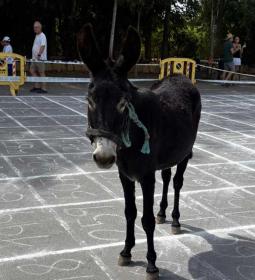 La ‘Cagà de la Burra’ vuelve a la Ermita de Sanz de la mano de la Comissió de...