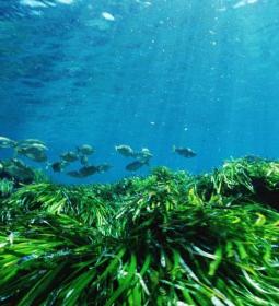 Las praderas de posidonia de Benidorm gozan de buena salud según un informe d...