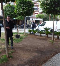 Benidorm realiza una plantación de ejemplares de cicas para proteger zonas ve...
