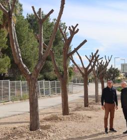 Los árboles trasplantados de Jaime I ya están en su nueva ubicación en El Mor...