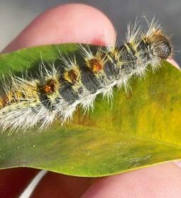 Benidorm is using plant endotherapy techniques to combat the pine processiona…
