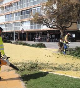 Benidorm inicia la retirada de árboles dañados y la plantación de nuevos ejem...