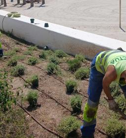 Benidorm repone las plantas dañadas en el Paseo de Poniente con más de 3.000...