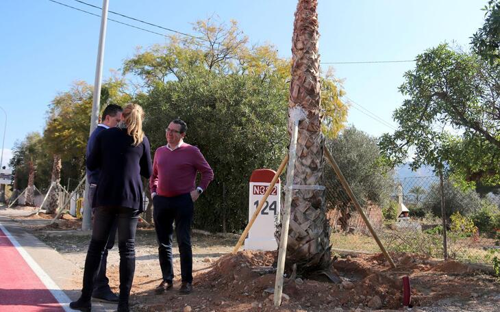 Benidorm mejora el entorno de la avenida Comunidad Valenciana con la plantación de 62  palmeras 