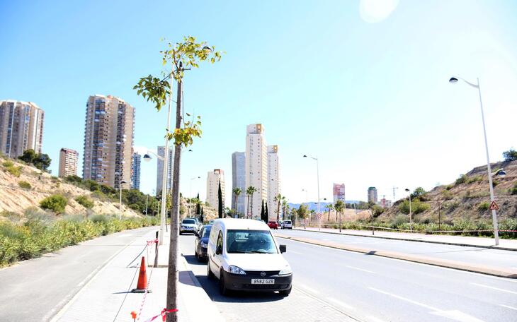 Más de 300 árboles proporcionarán nuevas zonas de sombra en la Avenida Alcalde Vicente Pérez Devesa 