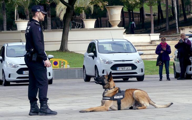 La unidad K-9 de la Policía Local, protagonista del reportaje de “Las mañanas de La 1” grabado ayer noche en Benidorm