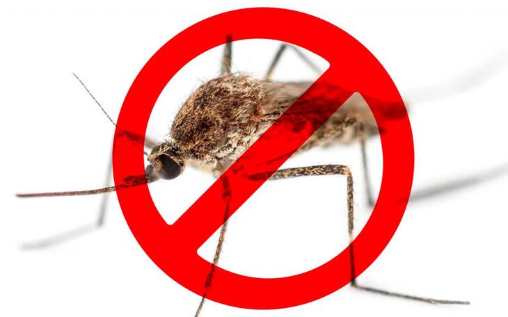 Ante la llegada del verano, el Ayuntamiento de Benidorm e Hidraqua lanzan una campaña para combatir el mosquito tigre