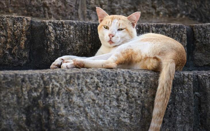 Benidorm realiza una nueva campaña de esterilización de gatos en colonias urbanas 