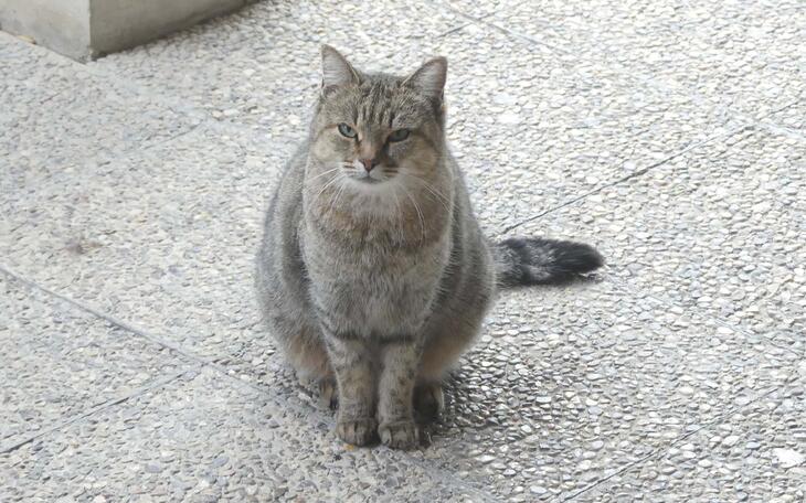 Gato