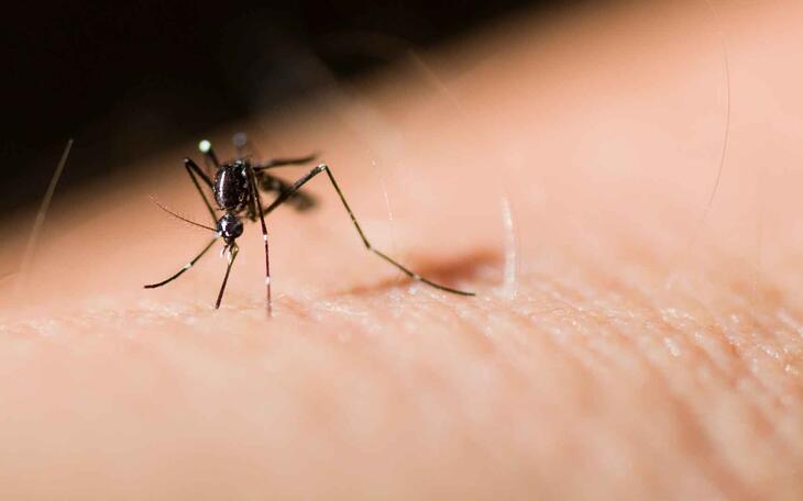 Mosquito Tigre