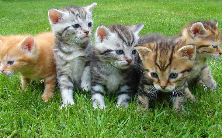 Benidorm inicia en las próximas semanas la campaña anual de esterilización de gatos callejeros