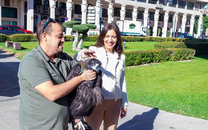 Recuperación buitre negro