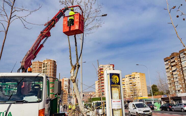 Benidorm ejecuta labores de poda para mantener el arbolado de la ciudad en perfectas condiciones 
