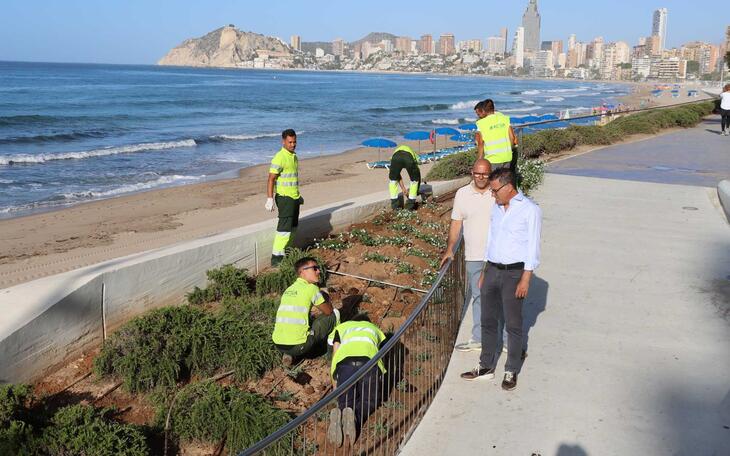 Benidorm lanza una campaña para proteger las plantas con motivo del inicio de la renovación de la jardinería en Poniente 