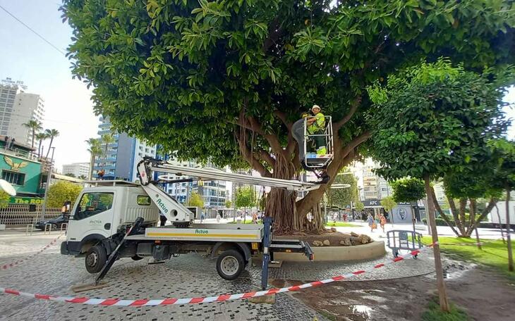 Benidorm poda el icónico ficus de la Plaza de la Hispanidad para garantizar la seguridad ante un posible estrés hídrico del ejemplar 
