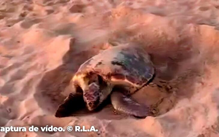 Una tortuga boba desova en la playa de Poniente de Benidorm
