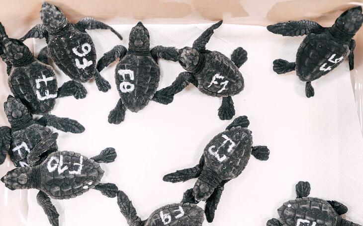 Eclosionan los huevos de la tortuga boba que desovó en verano en la playa de Poniente 