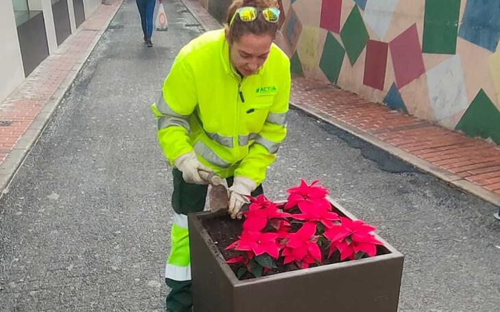 Benidorm decora las calles de la ciudad con la colocación de cerca de 10.000 plantas ornamentales