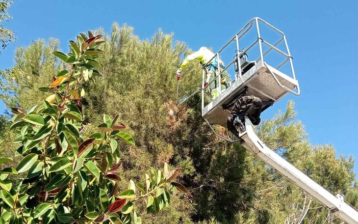 Benidorm acomete acciones preventivas para evitar la aparición de la procesionaria del pino 