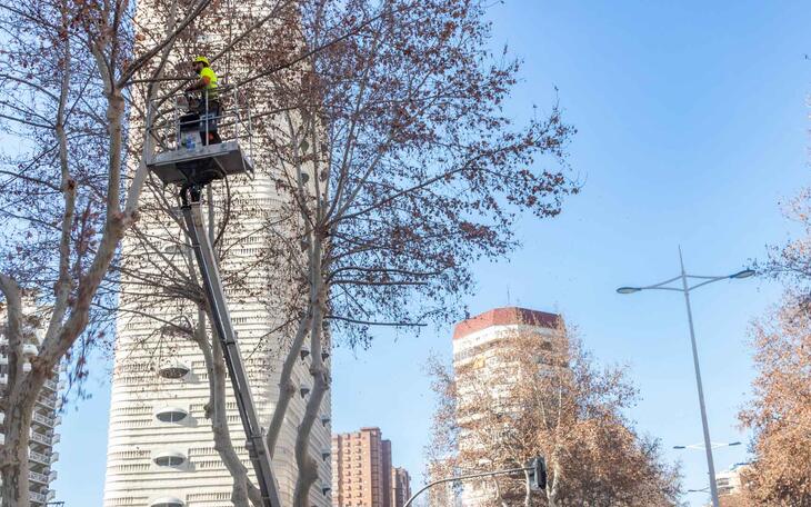 Benidorm plantará cerca de 400 nuevos árboles en lugares donde hayan desaparecido ejemplares por enfermedad o actos vandálicos  