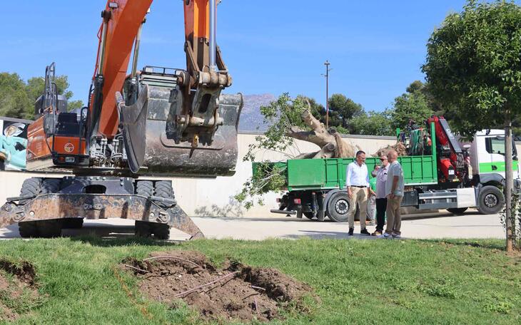 Benidorm inicia la replantación del ficus que un vendaval arrancó del Parque de Elche hace 15 años  