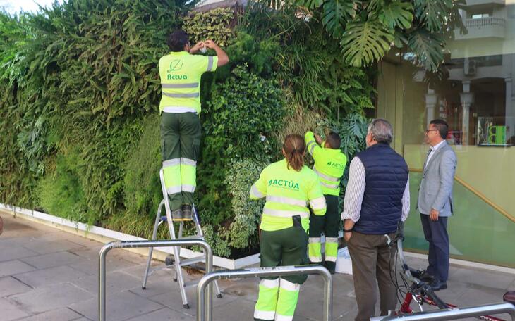 Benidorm emplea ‘insectos útiles’ para controlar las plagas en el arbolado y jardines locales