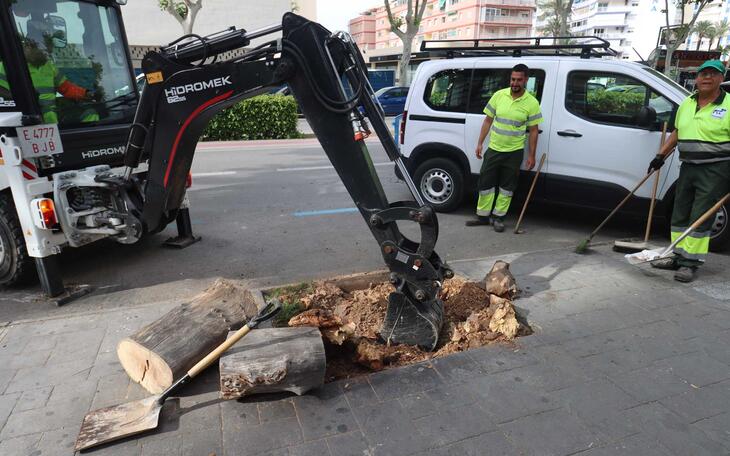 Benidorm replanta cerca de 400 árboles dañados por enfermedades o vandalismo 