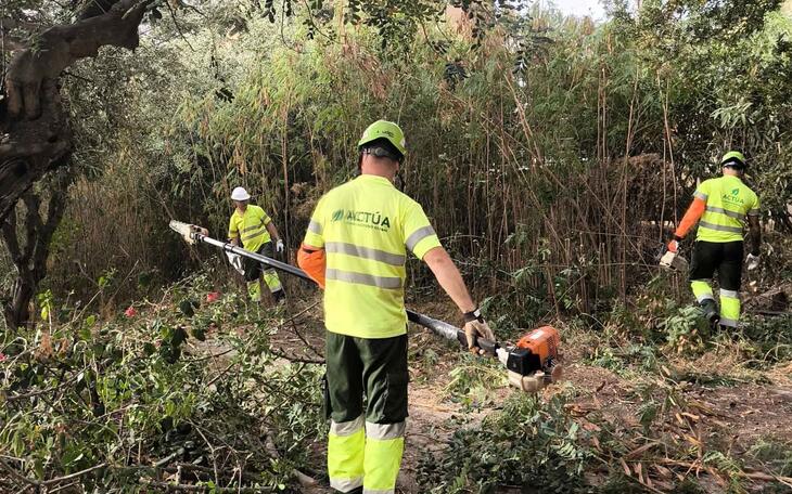 Benidorm actúa sobre una parcela forestal en el Murtal para proteger la zona ante posibles incendios 