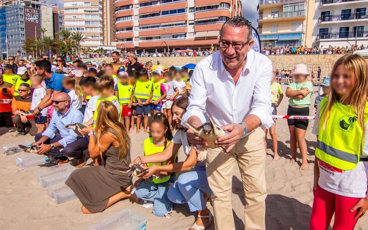 Benidorm devuelve al mar nueve ejemplares de tortuga boba que nacieron hace un año en la playa de Poniente 