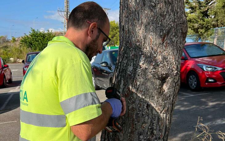 Benidorm interviene en 4.000 pinos del término municipal para evitar la proliferación de la plaga de la procesionaria el próximo año 