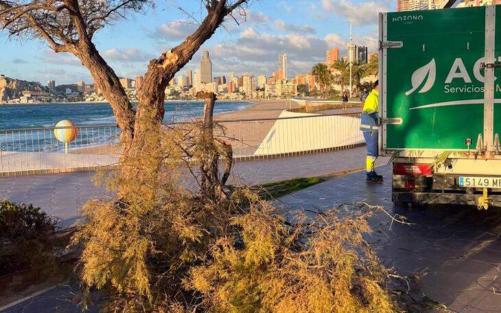 Arbolado afectado en Benidorm