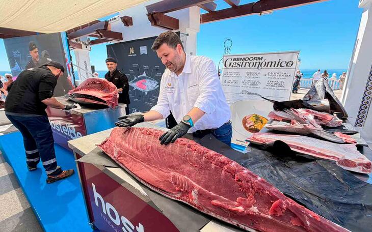 Benidorm presenta la VI edición de las ‘Jornadas del Atún’ con el ronqueo de un ejemplar de 280 kilos 