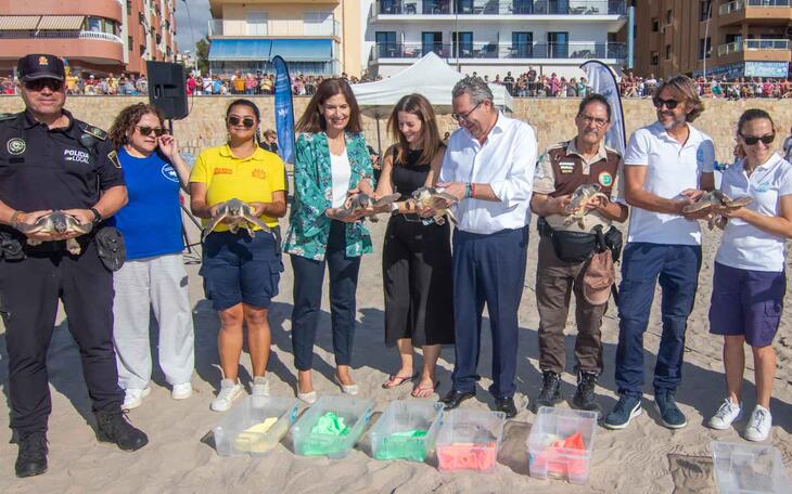 Vuelven al mar siete tortugas bobas nacidas en Benidorm el pasado verano 