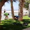Benidorm avanza en la mejora paisajística del Paseo de Poniente con la instalación de islas de césped artificial y más de 3.000 nuevas plantas