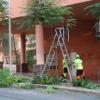 Benidorm comienza una campaña de poda de arbolado que se prolongará hasta mediados de marzo 