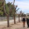 Los árboles trasplantados de Jaime I ya están en su nueva ubicación en El Moralet y el Parque de Foietes