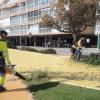Benidorm inicia la retirada de árboles dañados y la plantación de nuevos ejemplares en la vía pública
