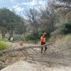 La Generalitat extiende al término municipal de Benidorm la retirada de pinos secos en el Parque Natural de Serra Gelada